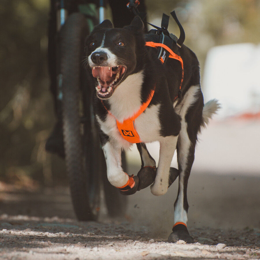 Non-stop dogwear Freemotion Arn&eacute;s Negro y Naranja para perros, , large Imagen numero 13