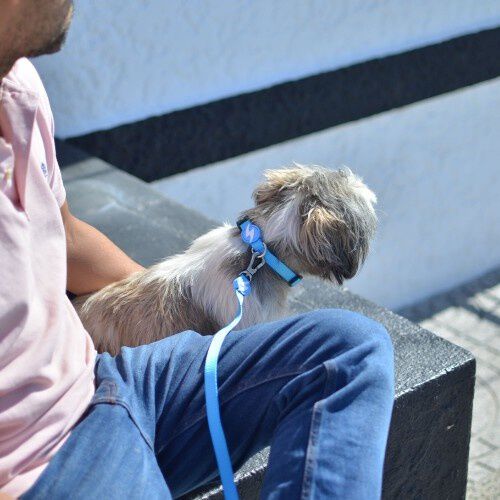 Correa de nylon para perro color Azul Claro, , large Imagen numero 2