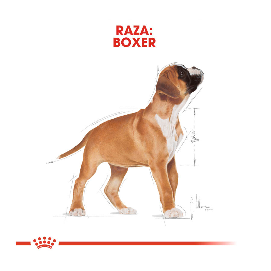 Royal Canin Puppy Boxer pienso para cachorros thumbnail