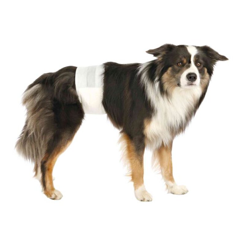 12 Pañales para Perros Macho