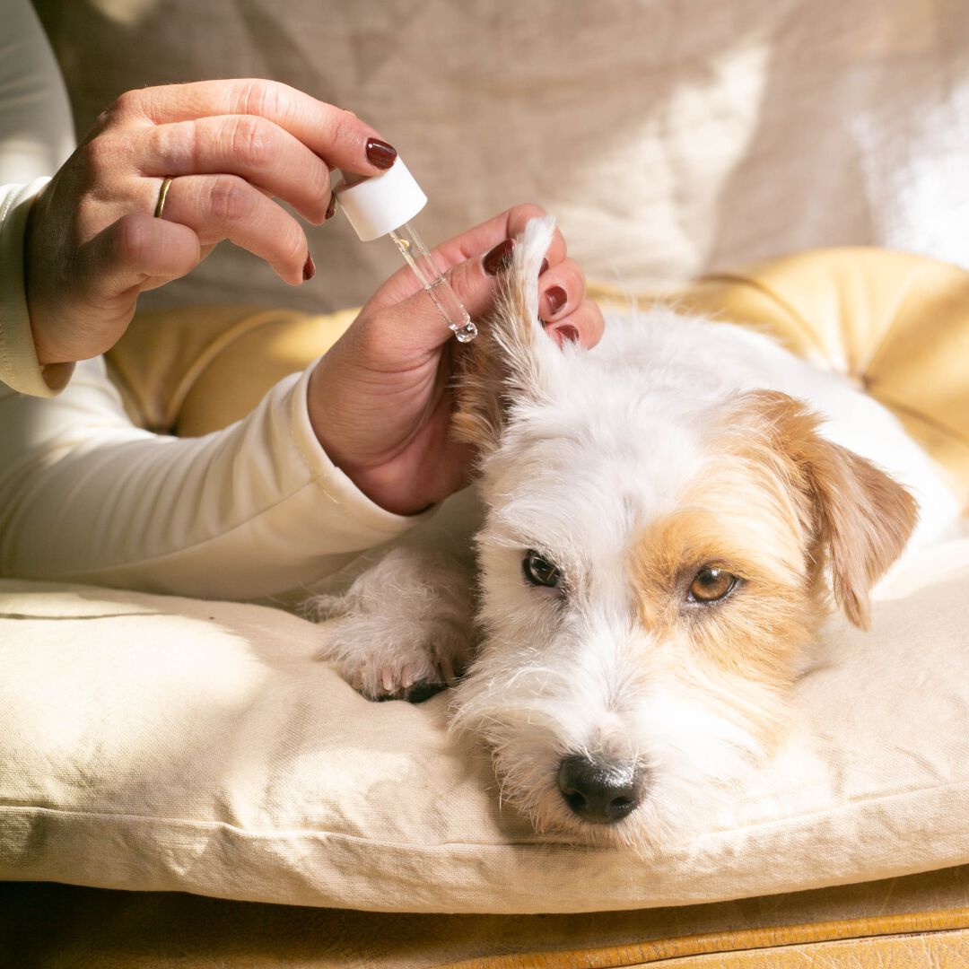 Calm Ears Limpiador de O&iacute;dos para perros y gatos &middot; Disuelve cera &middot; Calma el picor &middot; Aceite de lavanda &middot; 95% natural &middot; Hecho en Espa&ntilde;a, , large Imagen numero 3