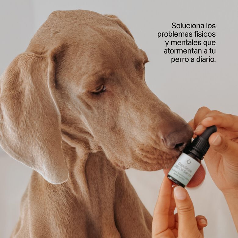 Votum World Aceite de CBD Salmón 6% 600mg para perros thumbnail
