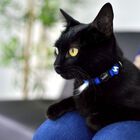 Collar de nylon para gatos color Azul, , large image number null