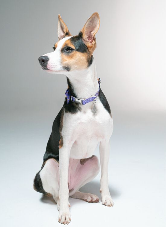 Collar para perros | Friends - Purple Door, , large Imagen numero 4