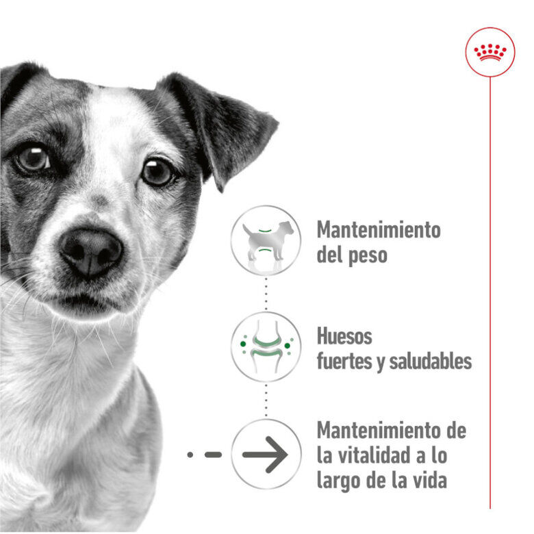 Royal Canin Mini 8+ Ageing lata para perros thumbnail
