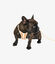Pet and Co Set De Arnés y Correa Marrón Rex - Perros, , large indicador imagen numero 4