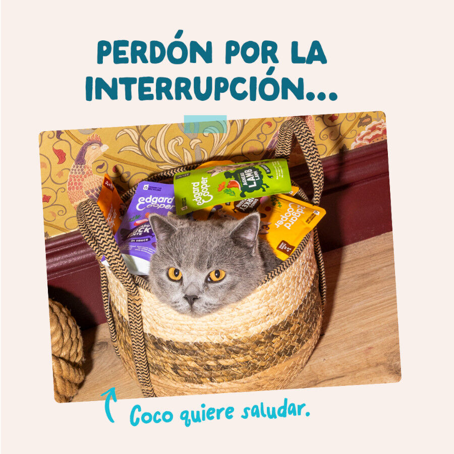 85 g Edgard & Cooper At&uacute;n y Pollo sobre en salsa para gatos, , large Imagen numero 8