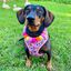 Arnés - Bee Happy Dachshunds, , large indicador imagen numero 5