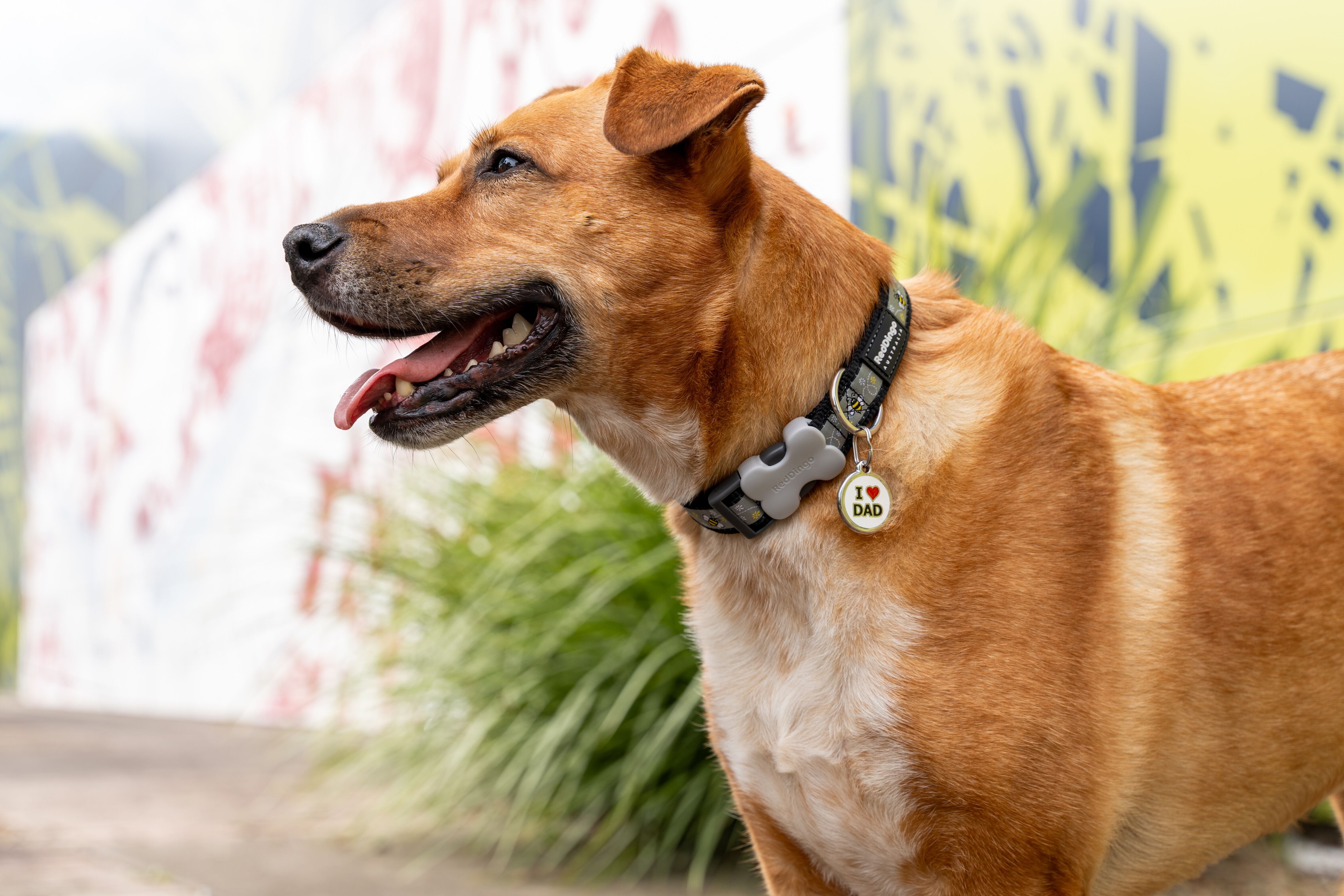 Red Dingo Placa Identificativa Acero Inoxidable Blanca para perros y gatos thumbnail
