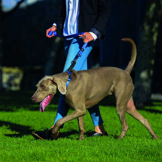 Rogz collar de adiestramiento azul para perros, , large image number null