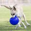 Pelota de goma para perros color Azul, , large indicador imagen numero 2