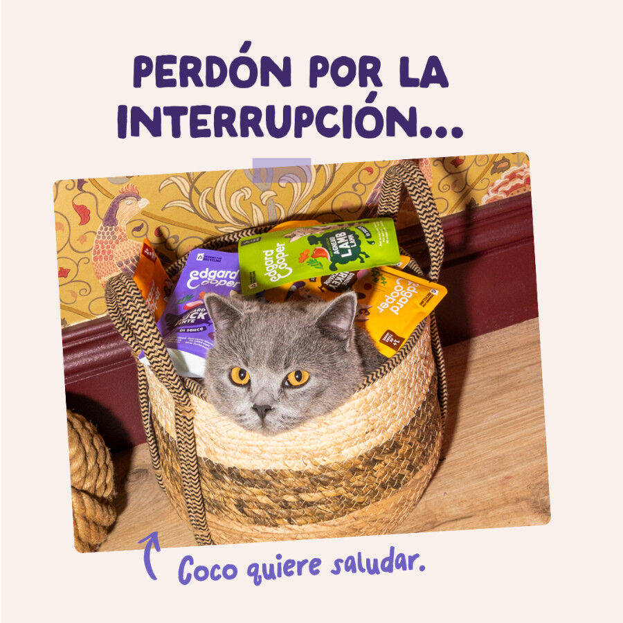 85 g Edgard & Cooper Pato & Pavo sobre en salsa para gatos, , large Imagen numero 8