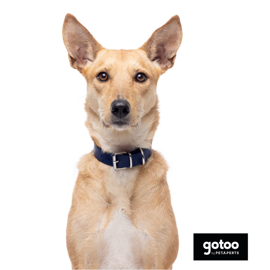 Gotoo Collar Biothane azul para perros, , large Imagen numero 3