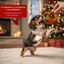 130 g Wonder Christmas Donut para perros, , large indicador imagen numero 4