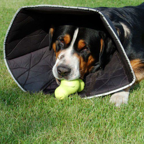 Collar de recuperaci&oacute;n All Four Paws color Negro, , large Imagen numero 11