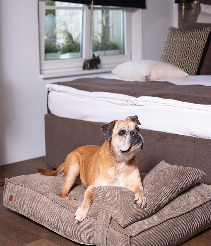 Pet and Co Coj&iacute;n Cordi Rosa Empolvado para Perros, , large Imagen numero 4