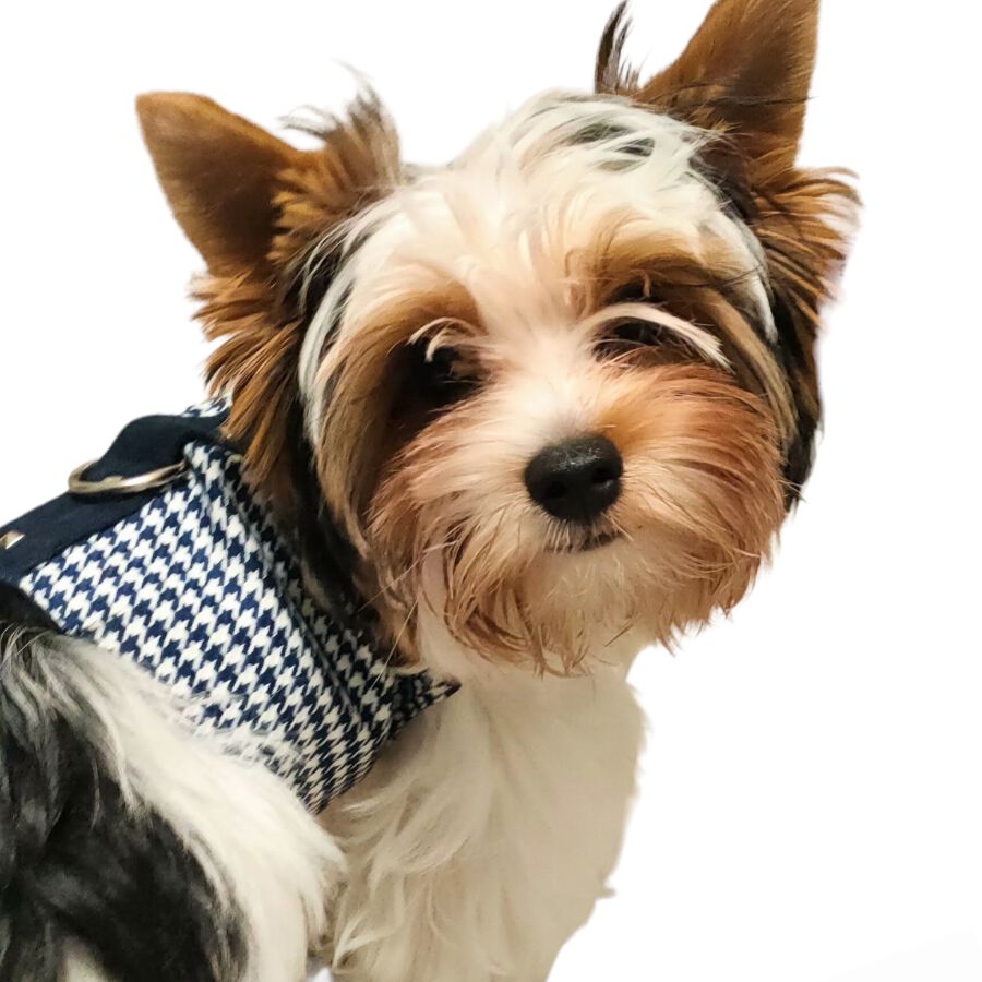 Ideal Pets, Arn&eacute;s chaleco para perro, modelo Gala Az&uacute;l, , large Imagen numero 3