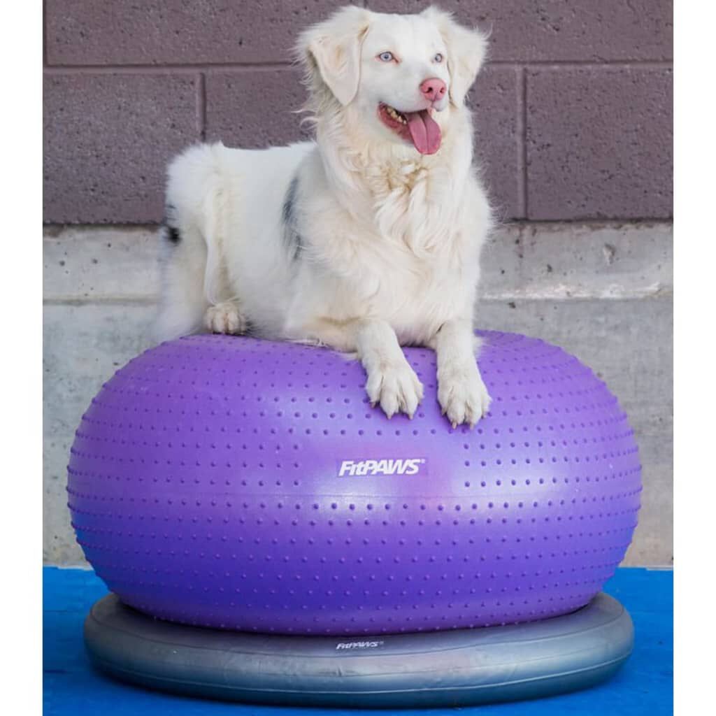 FitPAWS Pelota de equilibrio para mascotas TRAX Donut morado 55 cm, , large Imagen numero 5