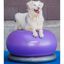 FitPAWS Pelota de equilibrio para mascotas TRAX Donut morado 55 cm, , large indicador imagen numero 5