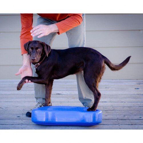 Plataforma de equilibrio K9FITbone para perros color Azul, , large Imagen numero 2