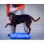 Plataforma de equilibrio K9FITbone para perros color Azul, , large indicador imagen numero 2