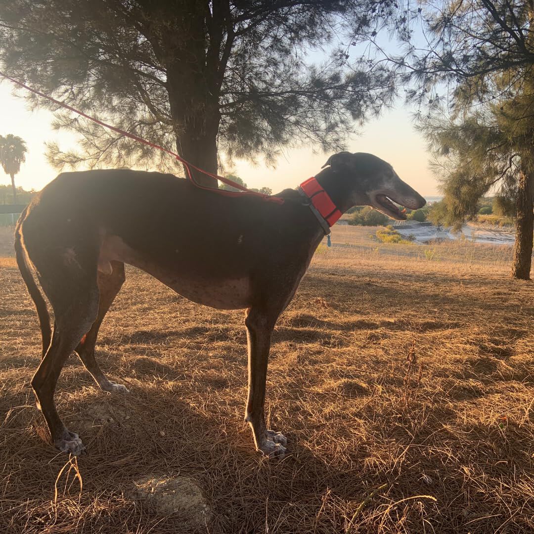EGV - Collar Martingale. Collar galgo hecho a mano en Espa&ntilde;a (Rojo), , large Imagen numero 5
