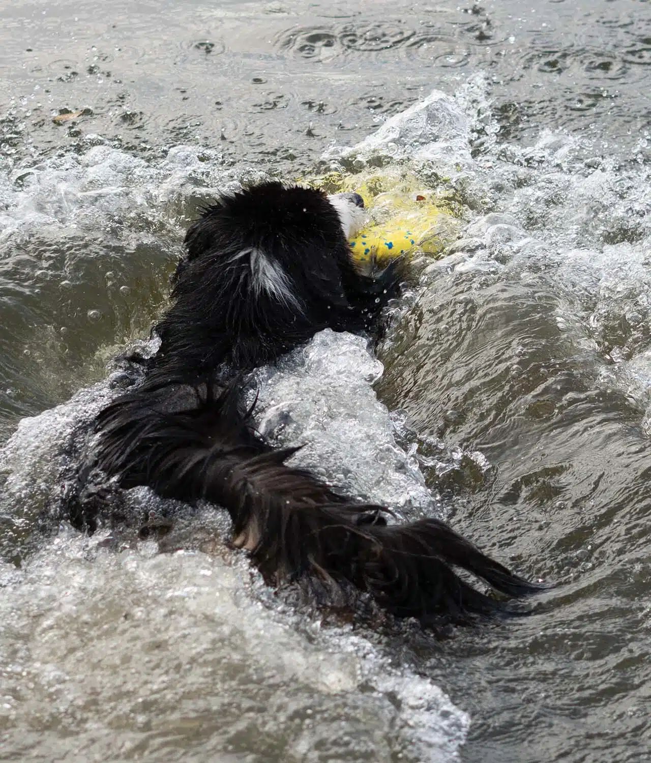 Zeus Nitro&trade; Anillo, &Oslash;16cm, , large Imagen numero 5