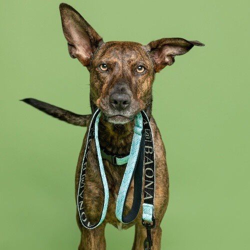 Baona correa amur de nylon reciclado azul para perros, , large Imagen numero 2