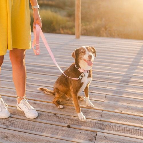 Collar para perro color Rosa Claro, , large Imagen numero 2