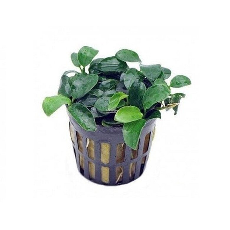 Trópica iberia Anubia nana bonsai planta acuática