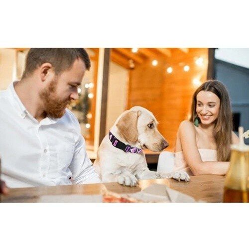 Collar étnico para perro color Morado thumbnail