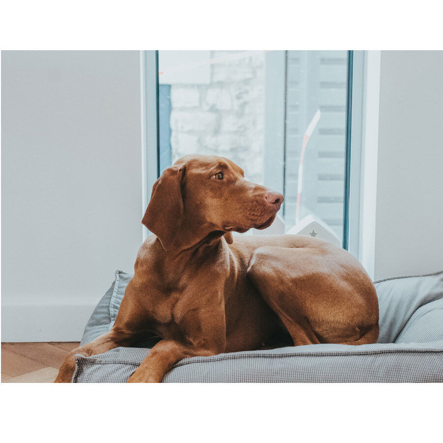 Hunter Lancaster Cama Gris para perros, , large Imagen numero 2