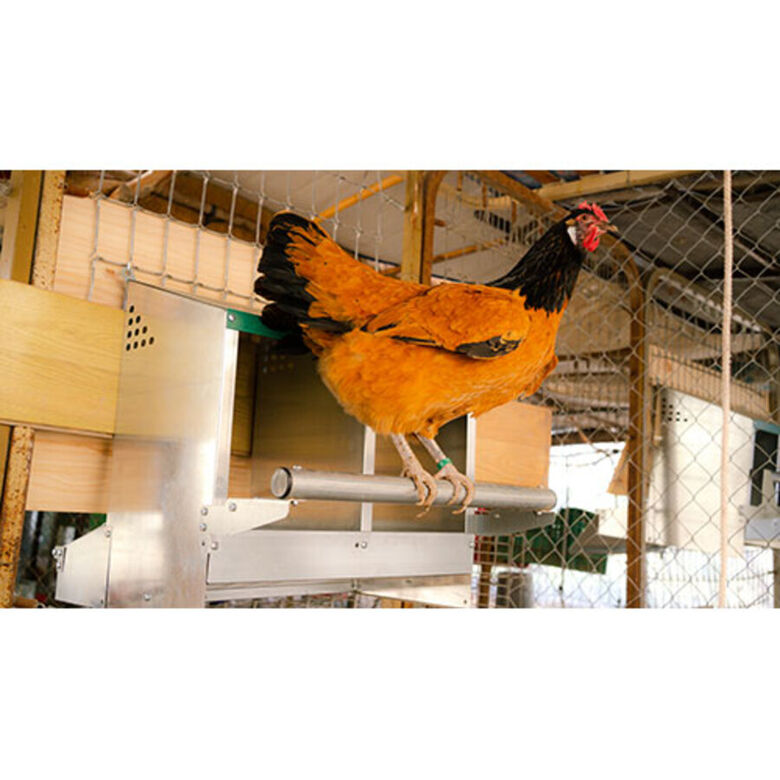 Ormital Ponedero Fénix 2 departamentos para gallinas thumbnail