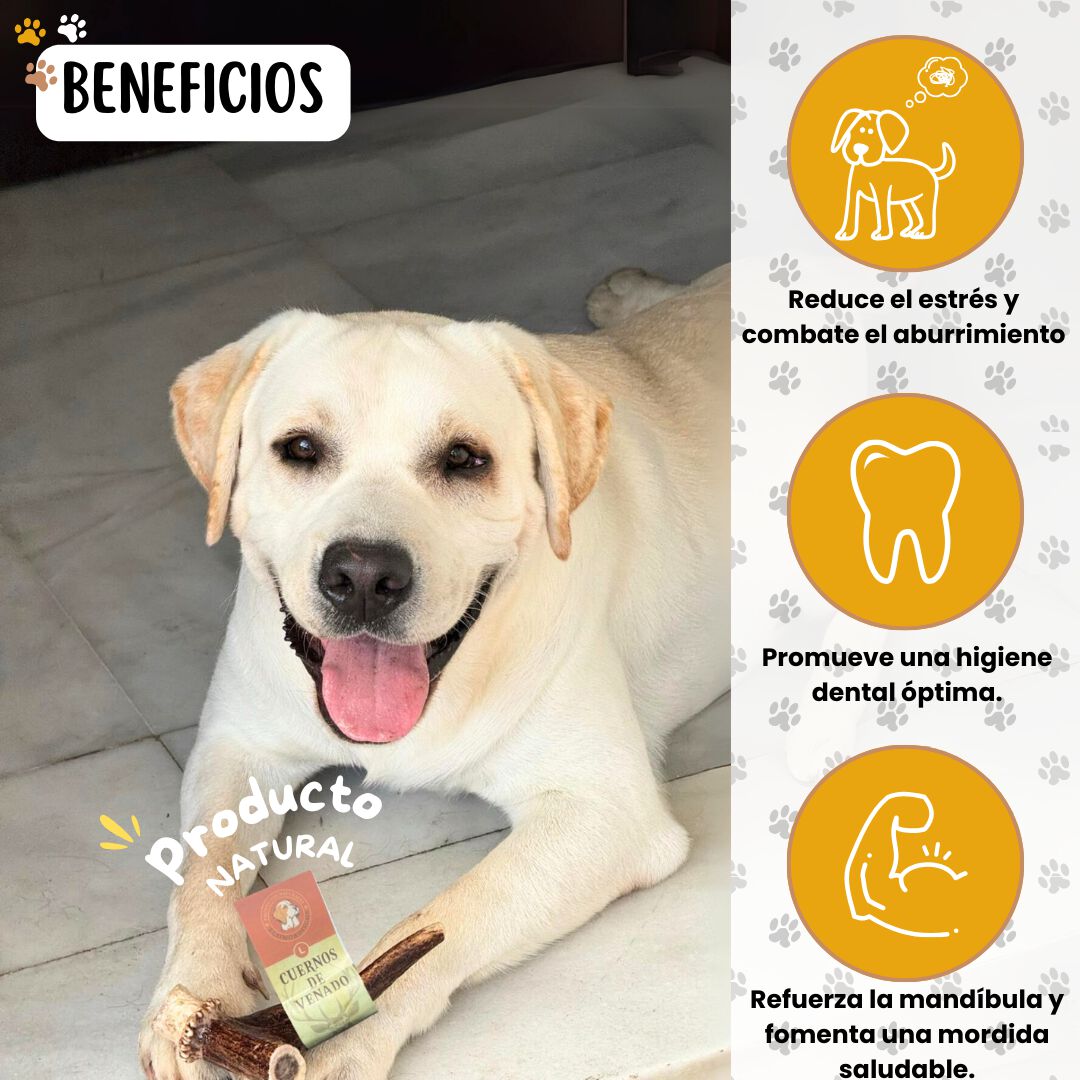 ECOMORDISCOS - Mordedor de Asta de Ciervo para Perro (Talla S,L,XL) 100% Natural, Resistente, Calma Estr&eacute;s y Ansiedad, Reduce Sarro (XL) Juguete, , large Imagen numero 2