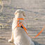 Arnés de nylon para perros color Naranja, , large indicador imagen numero 2