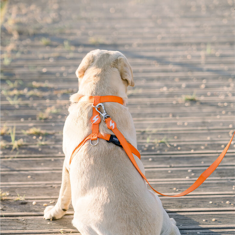 Arnés de nylon para perros color Naranja, , large image number null