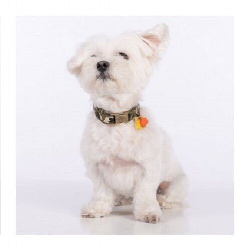 Collar Groc Groc Lucky color Verde, , large Imagen numero 3