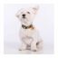 Collar Groc Groc Lucky color Verde, , large indicador imagen numero 3