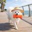 Summer Vibes Hueso Refrescante Naranja Juguete para perros, , large indicador imagen numero 1