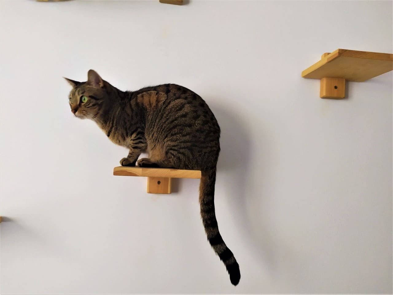 Escalon, , large Imagen numero 3