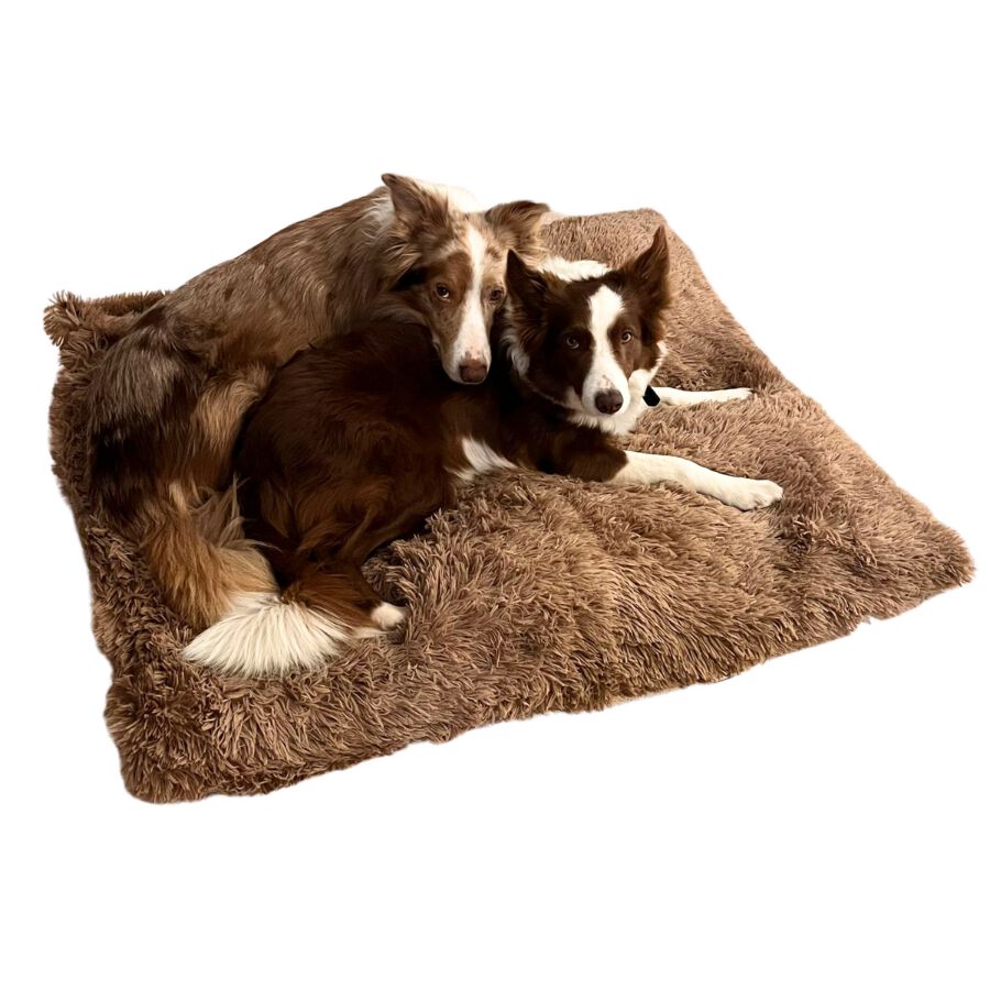 Antiestres Marron Cama Antiestres Perros Kiwoko Cama Para Perros