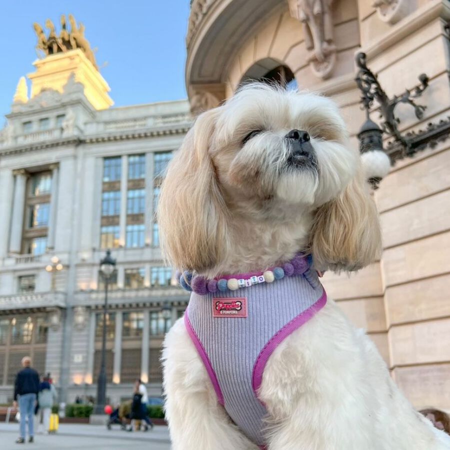 Collar De Perro Personalizado Con Pompones, , large Imagen numero 3