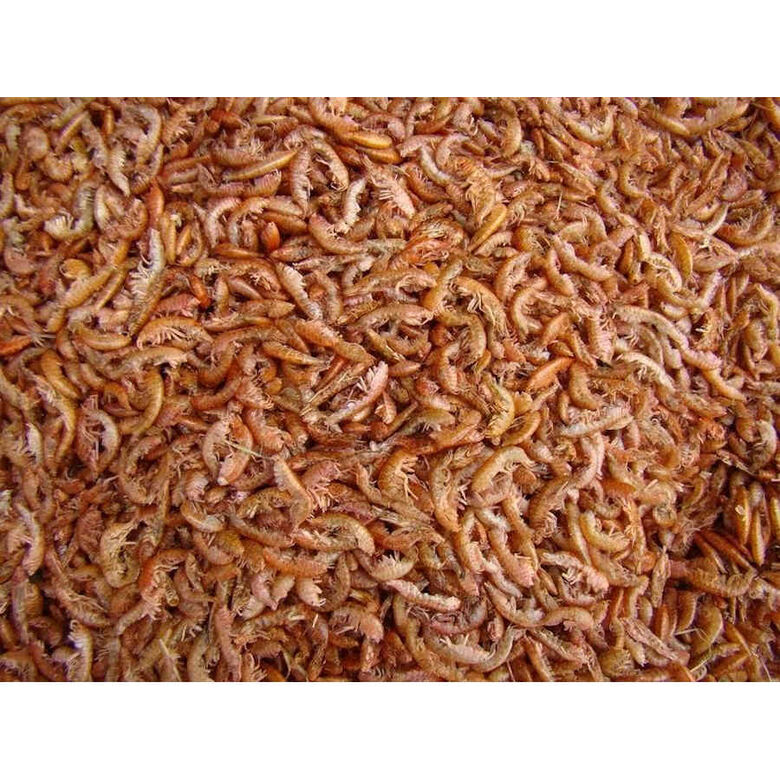 Tropical Gammarus alimento para reptiles thumbnail