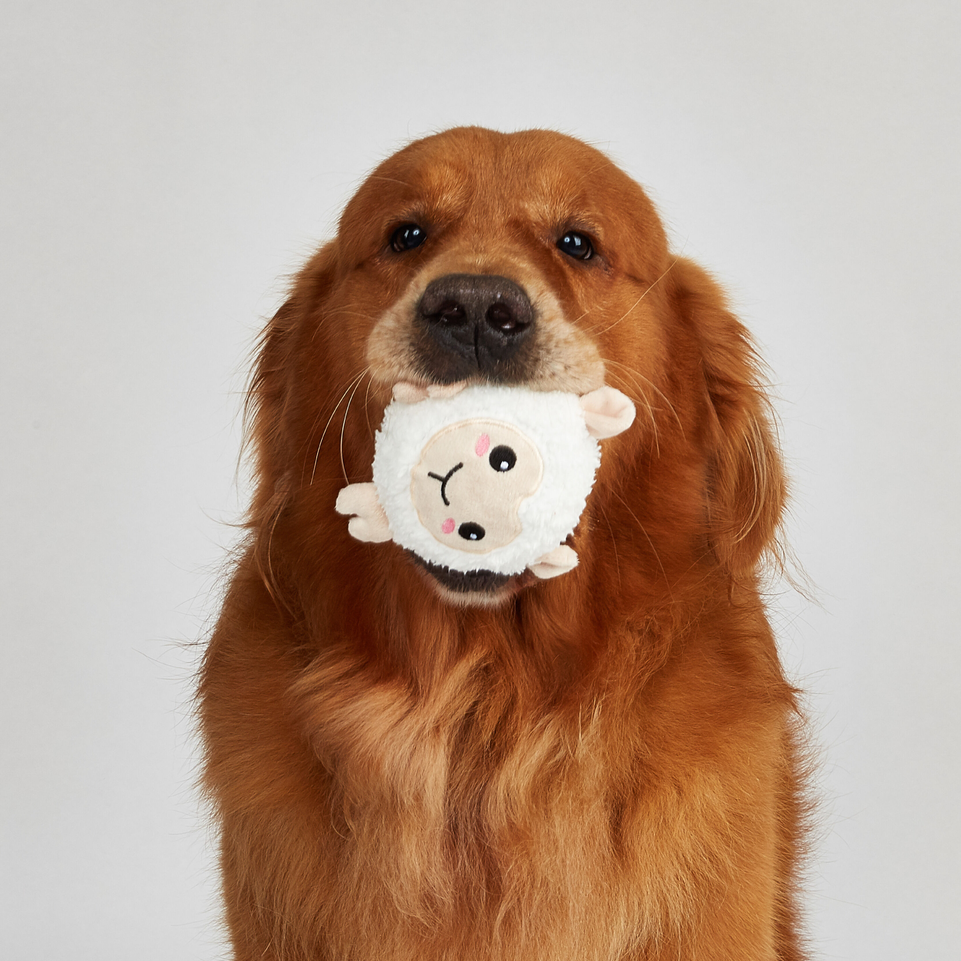 Juguetes Peluche Toss & Fetch para Perros (2 uds) &ndash; Pollito & Oveja con Pelota, , large Imagen numero 2