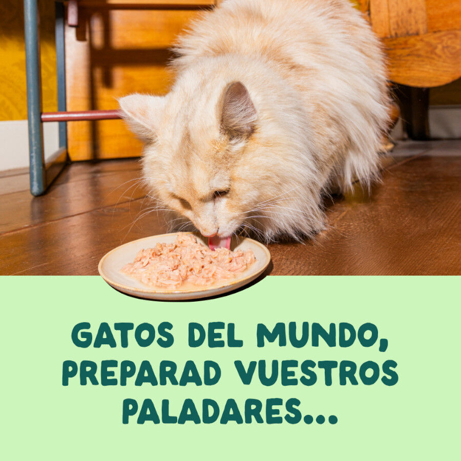 70 g Edgard & Cooper Filetes de Salm&oacute;n y Ceballa Lata para gatos, , large Imagen numero 2