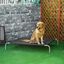 PawHut Cama Elevada para Perros Gatos Transpirable Cama Mascotas para Dormir Relajar con Marco de Acero para Interiores Exterior 130x90x20 cm Negro, , large indicador imagen numero 2
