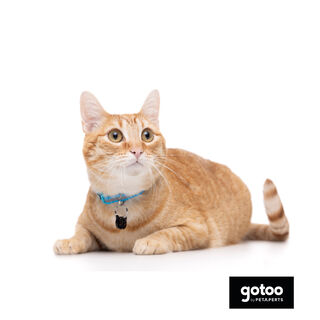 Gotoo Collar reflectante azul para gatos