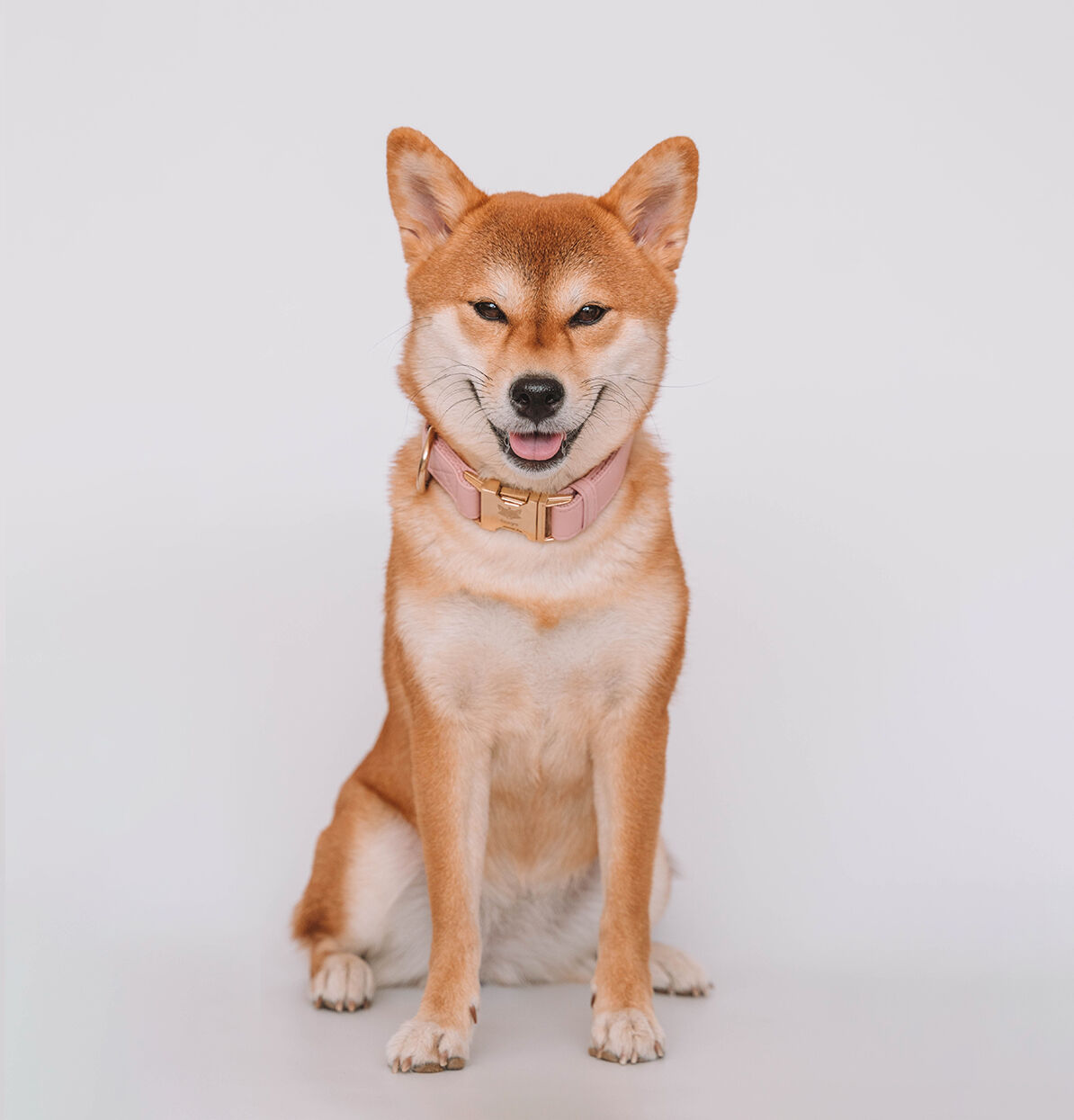 CityFox&trade; Kit Collar y Correa | Rosa, , large Imagen numero 4