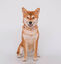 CityFox™ Kit Collar y Correa | Rosa, , large indicador imagen numero 4