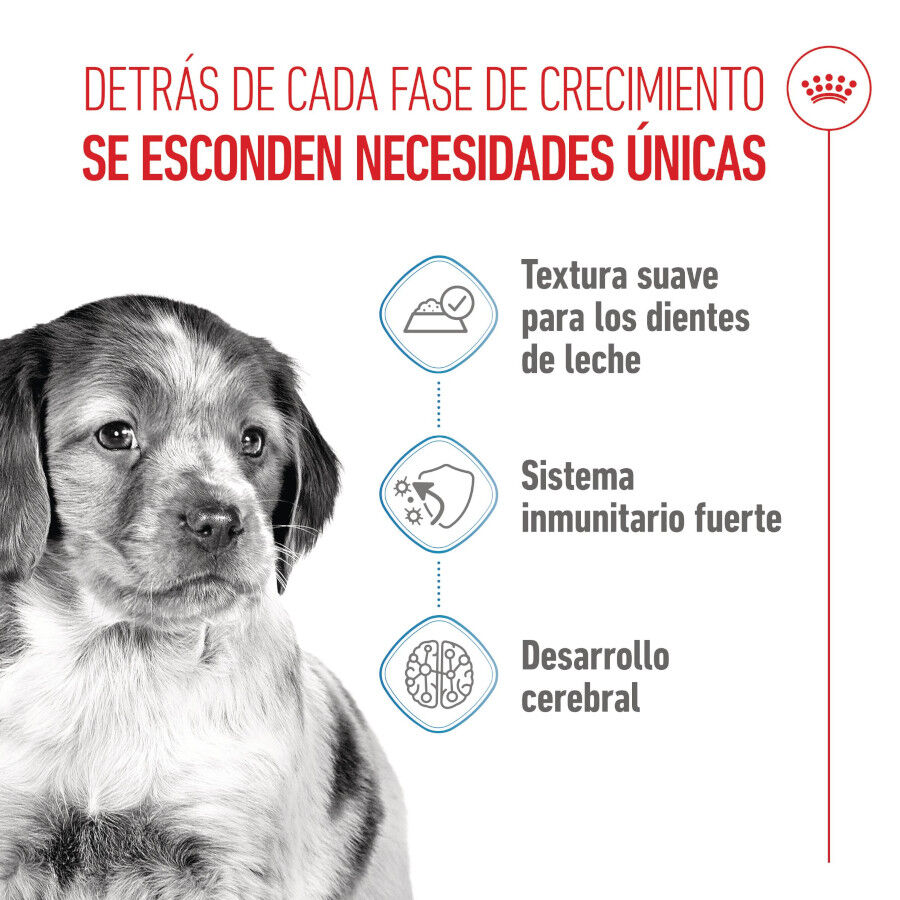 Royal Canin Medium Puppy Sobres para perros thumbnail